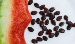 免费吃瓜吐籽,畅享夏日清凉时光